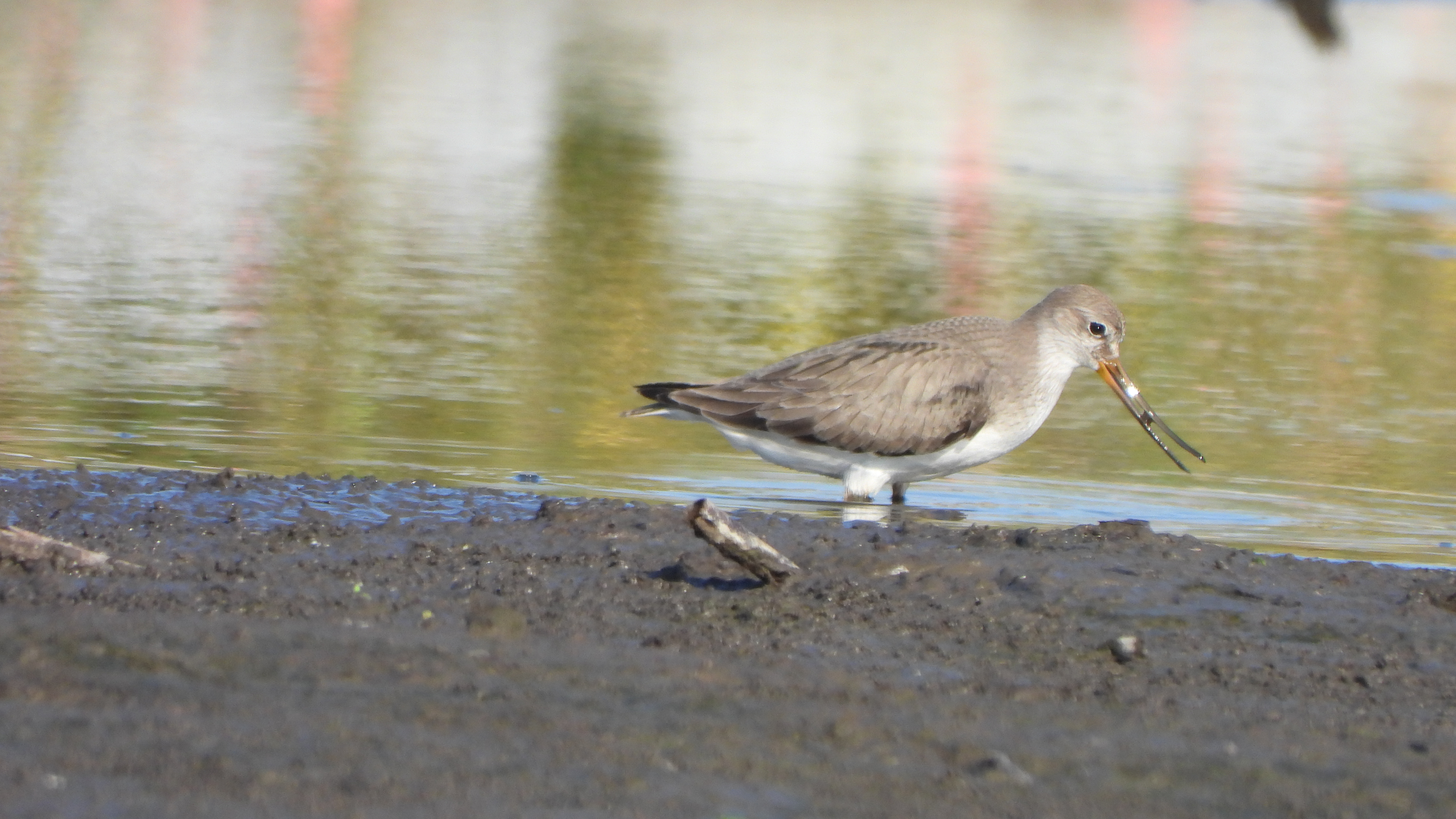 ソリハシシギ (2)